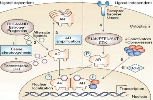 Figure 6- Mechanisms hypothesized to be involved in the development of castration resistance  in  PC,  divided  into  ligand-dependent  and  ligand-independent  mechanisms