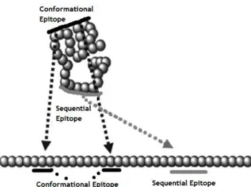 Figure 1 – Exemplification of conformational and sequential epitopes (adapted from [12])