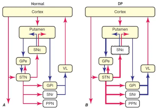 Figura 4 - Organização dos núcleos da base – Modelo clássico da organização dos núcleos da base  no estado normal (A) e na Doença de Parkinson (DP) (B)