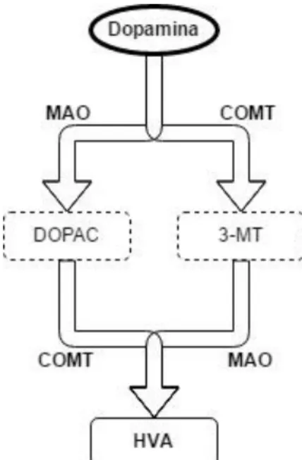 Figura 6 - Esquema simplificado do metabolismo da dopamina – MAO, monoamina oxidase; COMT,  catecol-O-metiltransferase; DOPAC, ácido 3,4-dihidroxifenilacético; 3-MT, 3-metoxitiramina; HVA, ácido  homovanílico