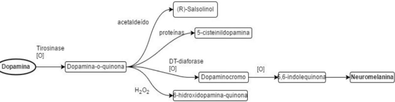 Figura 7 - Esquema simplificado da oxidação da dopamina – Adaptado de Johannes Meiser, Weindl  D, Hiller K