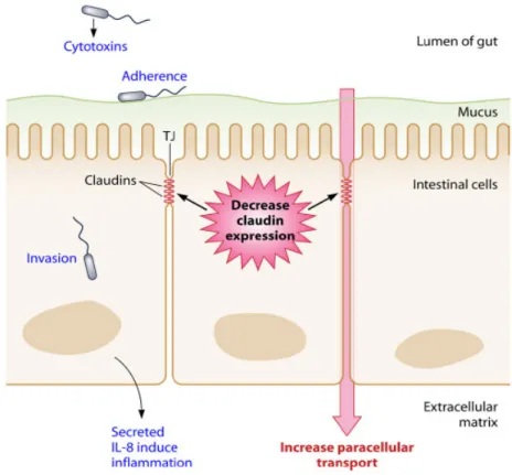 Figure 3. Schematic representation of virulence mechanisms of Arcobacter in intestinal epithelial cells  (collected from information acquired on different cell lines) (Collado and Figueras 2011).