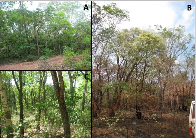 Figura 3. Fisionomía  de  cerradão.  A= cerradão  durante  la época  húmeda;  B= cerradão  recién  quemado  durante  el final  de la época  seca; C= interior  del  cerradão  con  estrato herbáceo  poco 