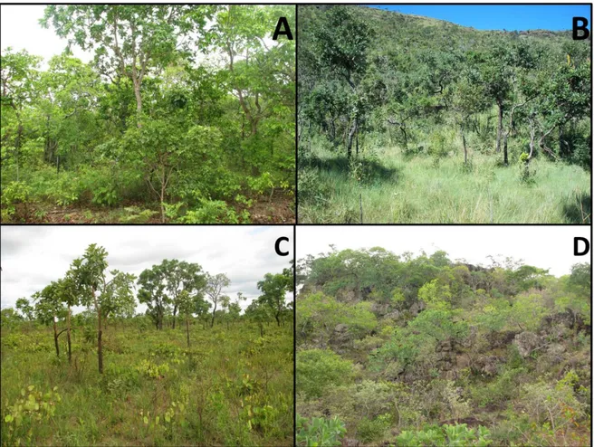 Figura 4. Sub-fisionomías  del cerrado  sensu stricto. A= cerrado  denso  en los alrededores  de  Concepción;  B= cerrado  típico  en las laderas  de la Serranía  de  Sunsas; C= cerrado  ralo  en los 