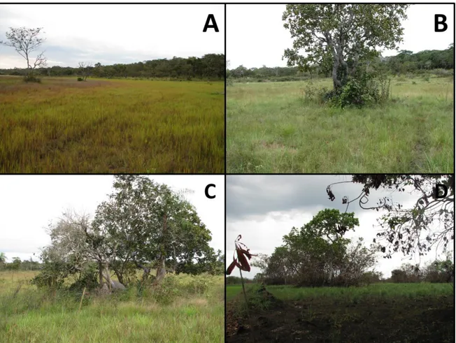 Figura 6. Fisionomía  de  los campos de  murundus.  A= campos inundados  estacionalmente  con  presencia  de termiteros  en  proceso  de colonización  por  especies  leñosas; B= agrupamiento  de 