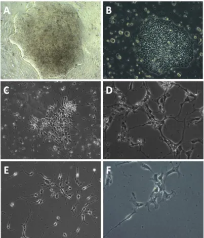 Figure  3.15  -  Matrigel  Based  Neuronal  Differentiation  Protocol  Applied  to  Other  Stem  Cell  Lines