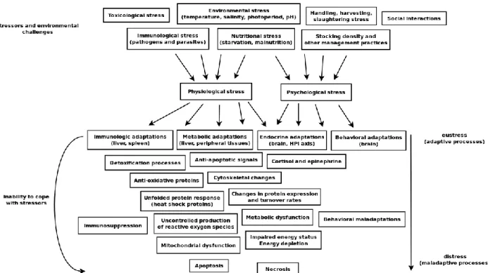 Figure  1.3  –  Global  overview  of  the  relationship  between  stressors  and  physiological/psychological/cellular  stress, within an ―allostatic‖ framework