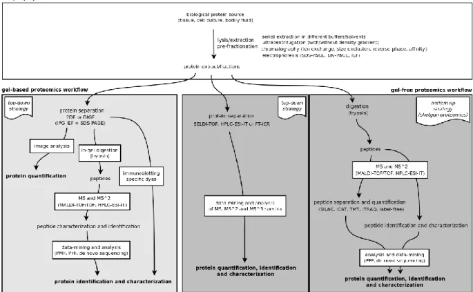 Figure 1.7 – Schematic depiction of the typical gel-based and gel-free proteomic workflows
