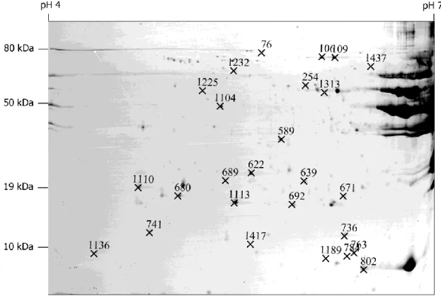Figure 3.1 – Representative high-resolution and contrast-enhanced example of obtained 2DE gels, denoting the  position of reliably identified protein spots
