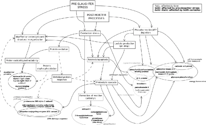 Figure 3.4 – Schematic overview of the putative interactions between induced pre-slaughter stress and known  post-mortem processes in muscle