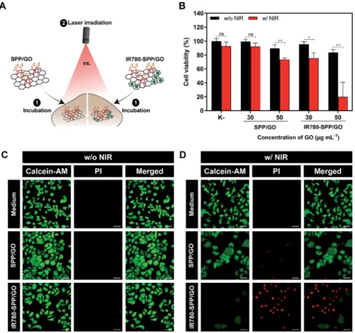 Fig. 4 Determination of the therapeutic capacity of SPP/GO and IR780-SPP/GO. Schematic representation of the procedure used to evaluate the phototherapeutic e ﬀ ect of SPP/GO or IR780-SPP/GO towards MCF-7 cells (A)