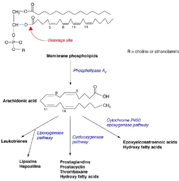 Figura 1 – A via do ácido araquidónico [7] 