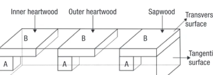 Figure 1. Schematic representation of the positioning of the test  pieces on the wood strips (extending radially along the direction  of growth)