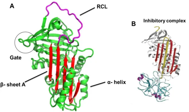 Figure  1:  SERPINA1  structure.  SERPINA1  comprising three β-sheets and nine α-helices