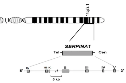 Figure  2:    Schematic  representation  of  SERPINA1. The  gene  is  located  in  SERPIN  14q32.1  cluster and it is organized in 3 untranslated exons (IA-IC), 4 coding exons (II-V) and 6 introns