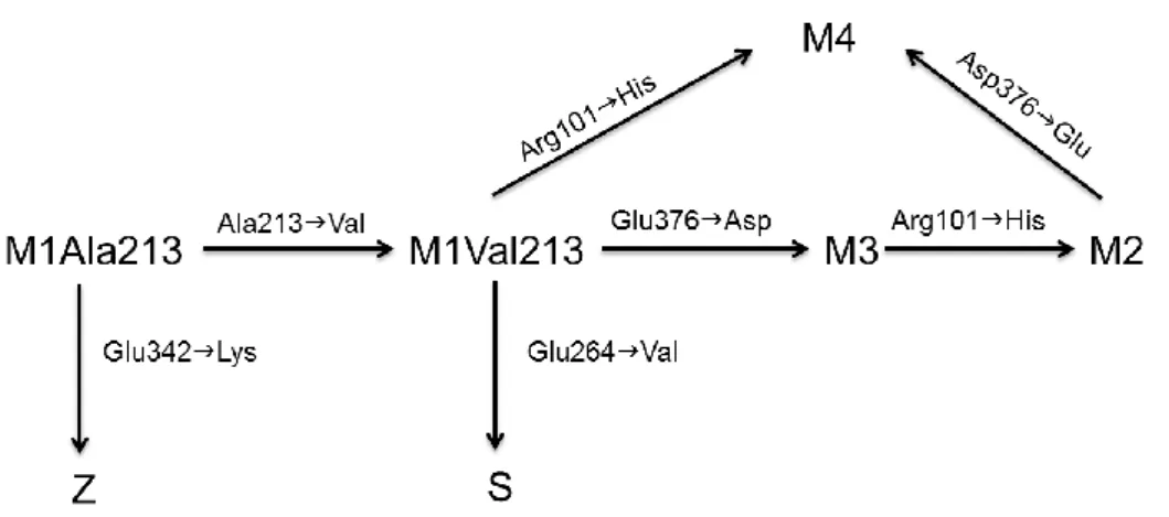 Figure 3:  Phylogeny of SERPINA1 common alleles. (Adapted from Seixas et al. 32 ). 