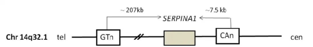 Figure 9:  Location of the two microsatellites used in the haplotipic characterization of SERPINA1 rare alleles