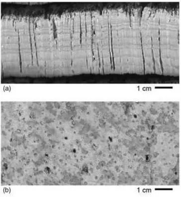 Figure  4.  Lenticular  channels  crossing  the  cork  layer:  (a)  in  cross-section;  and  (b)  in  the  tangential section of the belly (Pereira 2007).