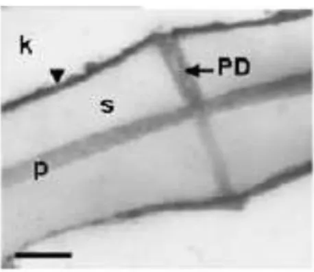Figure  8.  Cell wall of virgin  cork  from Q.  suber  L.  showing  a  translucent  secondary  suberized  cell wall