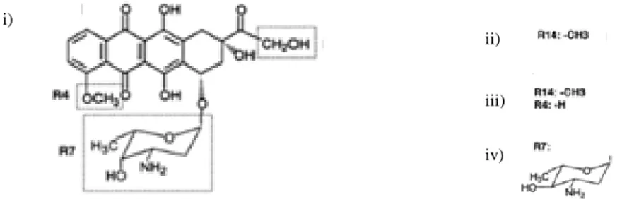 Figura I-10: Estrutura química das Antraciclinas. i) DOXO; ii) Daunorrubicina; iii) Idarrubicina; iv) Epirrubicina