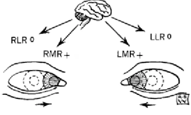 Figura 4: Movimento de convergência, que resulta da inervação dos músculos retos internos (10) Por vezes aparecem pacientes com queixas ou sintomas que não são tratáveis só pela via da  correção  de  ametropias