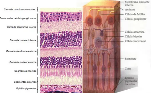 Figura 1. Ilustração e histologia das camadas da retina (5) 