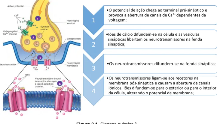 Figura 2.1- Sinapse química. 5