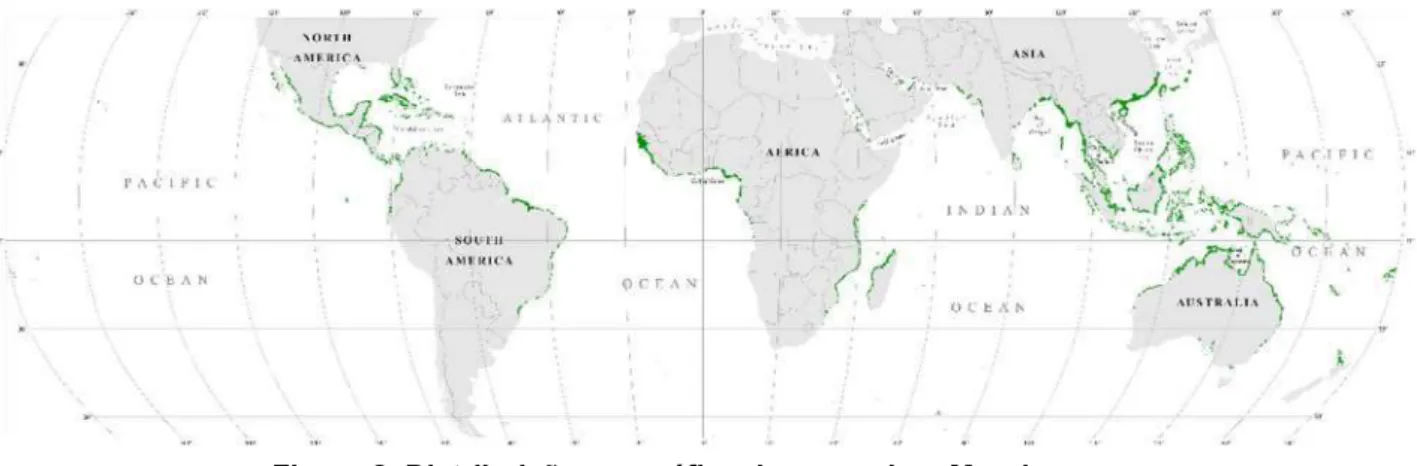 Gráfico 1. Distribuição latitudinal do mangal no mundo (Giri et al., 2011, p. 158)  1.3.2  Distribuição das áreas do mangal em referência ao número de espécies 