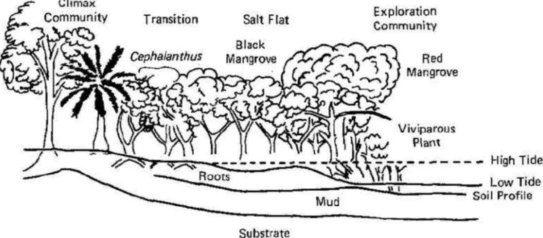 Figura 13. Sucessão do bosque do mangal tipo / Barreiras vivas  Fonte: (Horna, 1980 citado em Terchunian et al., 1986) 