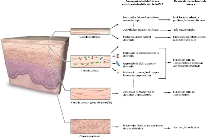 Figura 3 – Deficiência em filagrina e mecanismos prováveis de doença 