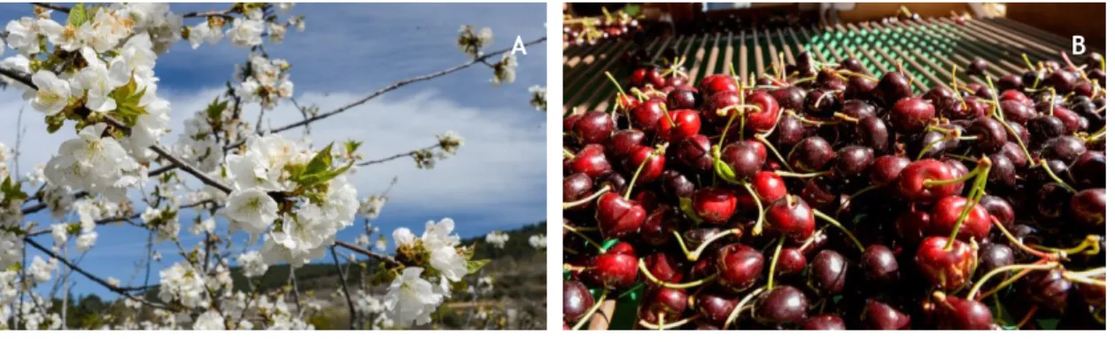 Figure 1. Prunus avium L. flower (A) and fruit (B).   