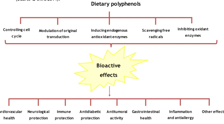 Figure 4. Bioactive effects of polyphenols daily intake. 