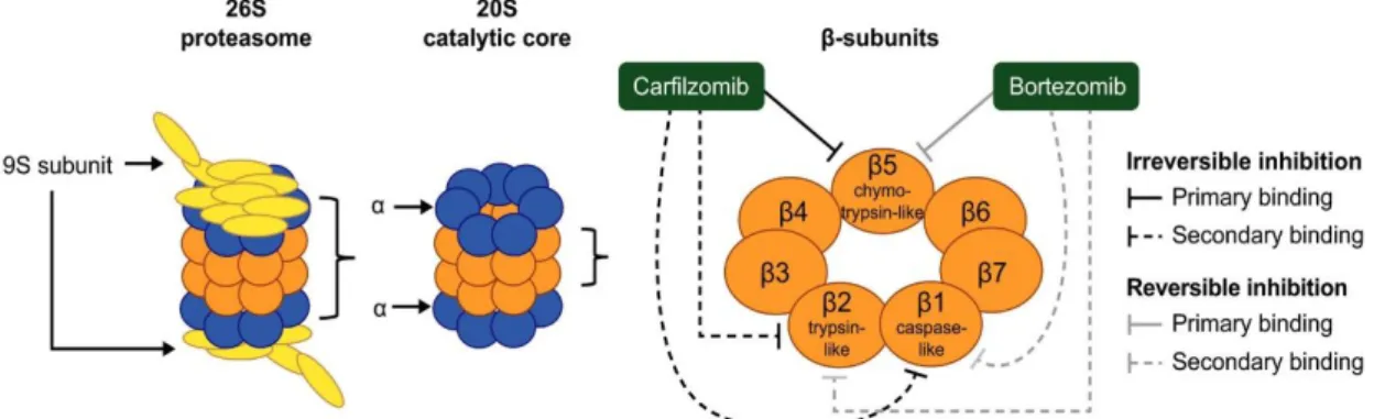 Figure 1.1: Structure and components of the 26S proteasome and the location of the active sites in the  20S core