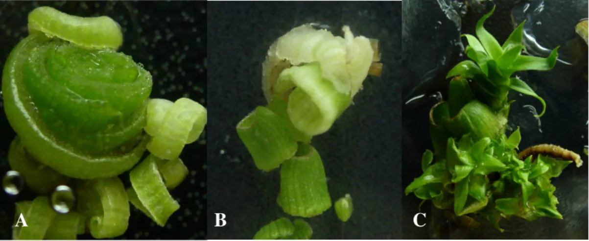Figura  4.  Explantes  em  meio  de  cultura  aos  15  dias  de  cultivo  (A),  formação  das  protuberâncias  (B)  e  broto  regenerado  aos  30  dias  de  cultivo  (C)