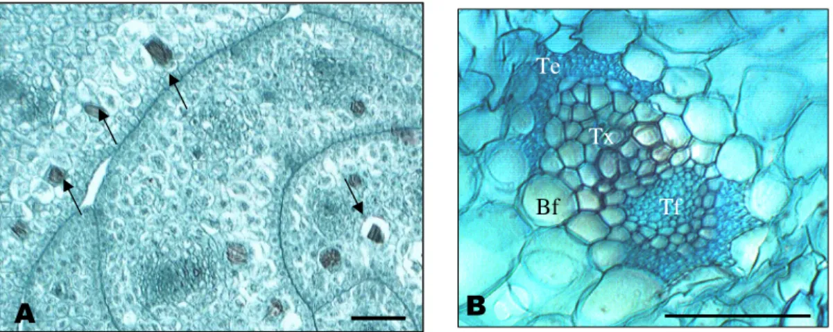 Figura  7.  Cortes  transversais  da  bainha  foliar  de  abacaxi  Pérola.  A  –  Bainha  foliares  jovens apresentando ráfides (→ ) nas células do parênquima aquífero; B – Feixe vascular  colateral  apresentando  a  bainha  do  feixe  (Bf),  tecido  xilem