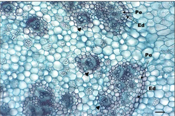 Figura  9.  Corte  transversal  do  caule  de  abacaxi  Pérola,  região  apical.  Presença  de  amiloplastos  nas  células  parenquimáticas  no  cilindro  vascular  quanto  no  córtex