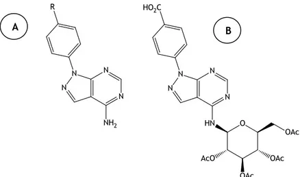 Figure  4|  Structures  of  pyrazolo[3,4-d]pyrimidines  derivatives;  A  - N-phenyl  substituted  pyrazolo[3,4- pyrazolo[3,4-d]pyrimidines,  B  -  N-(4’-Carboxyphenyl)-N-(2’,3’,4’,6’-tetra-O-acetyl-β-D-glucopyranozyl)   pyraxolo[3,4-d]pyrimidine  13 
