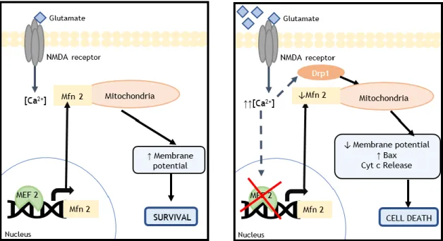 Figure 22. Mechanism of cell death by excitotoxicity. (adapted from  48 ) 