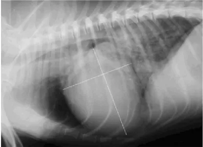 Figura 8. Radiografia torácica em projecção lateral direita de um cão com DDCVM e tosse de  origem cardíaca (adaptado de Guglielmini et al., 2009)
