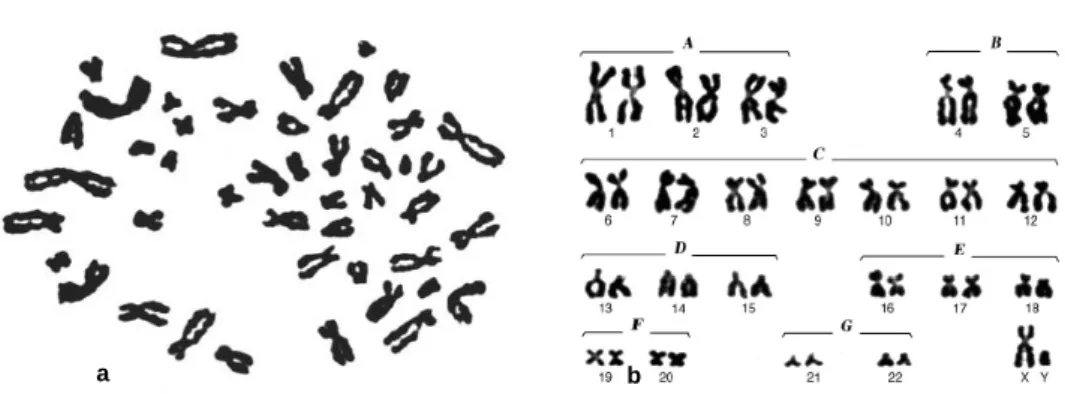 Fig. 2 - a) Imagem que estabeleceu 46 como o número de cromossomas da espécie humana (Trask, 2002, adapt.); b)  Cariograma após coloração com corante giemsa (sg Smeets, 2004, adapt.) 