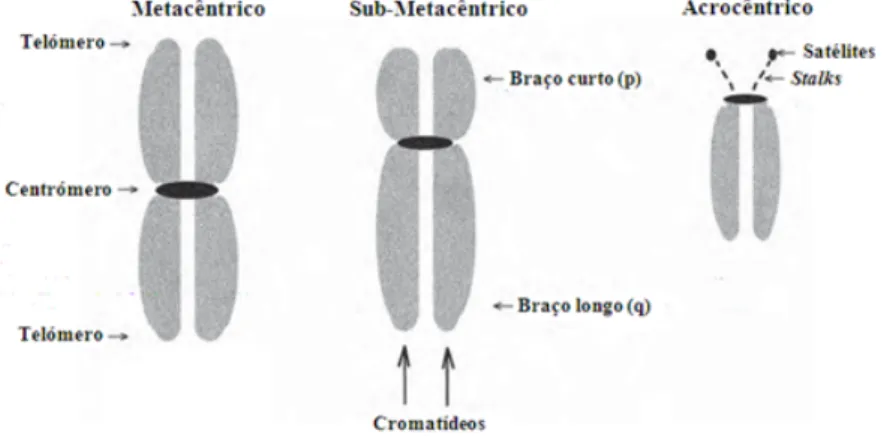 Fig. 7 - Componentes estruturais e funcionais dos cromossomas metafásicos (Keagle, 2005, adapt.)  