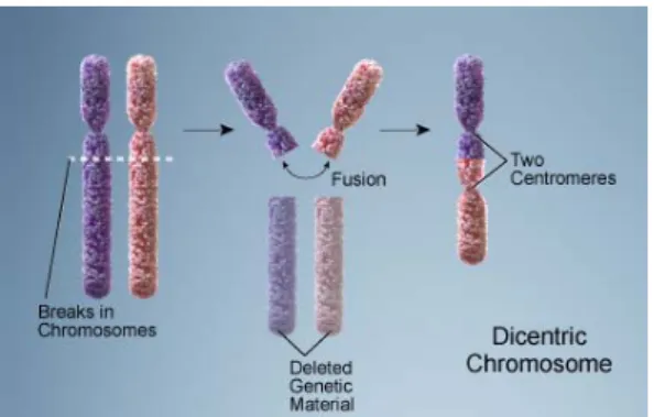 Fig. 15 - Esquema ilustrativo da formação de um cromossoma dicêntrico http://ghr.nlm.nih.gov/handbook/illustrations/,  adapt.) 