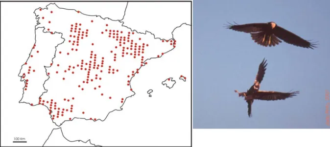 Figura 7 – Localização das principais áreas de nidificação de Águia-sapeira Circus   aeruginosus na Península Ibérica