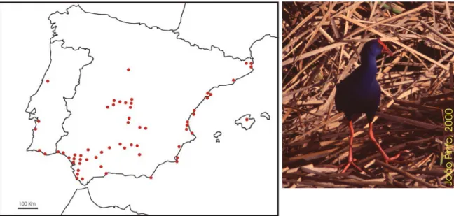 Figura 8 – Localização de áreas de nidificação de Camão Porphyrio porphyrio na  Península Ibérica