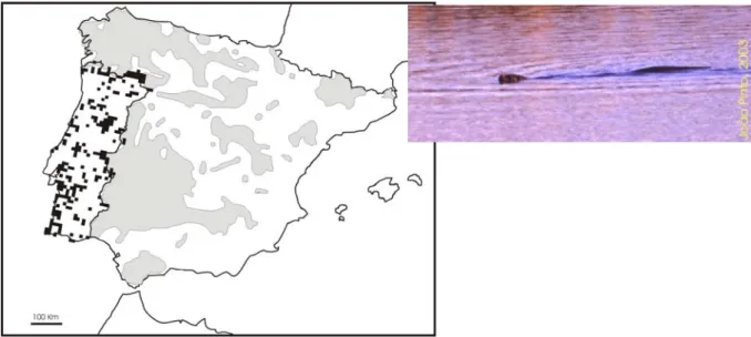 Figura 9 – Distribuição de Lontra Lutra lutra na Península Ibérica (manchas a preto para  Portugal, e a cinzento para Espanha) 