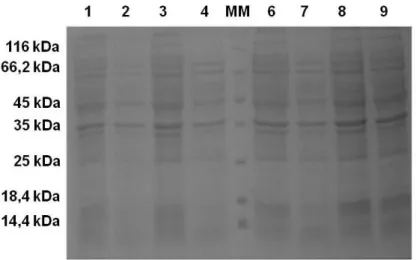 Figura  8.  Eletroforese  em  SDS-PAGE  (15  %)  das  proteínas  VapC20  (14,7  kDa)  e  VapC19  (13,7  kDa) corado com Coomassie Brilliant Blue