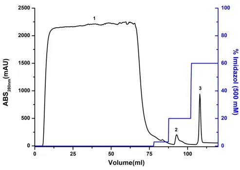 Figura 10. Cromatograma de purificação por afinidade a níquel da proteína VapC20 com 6xHis-Tag
