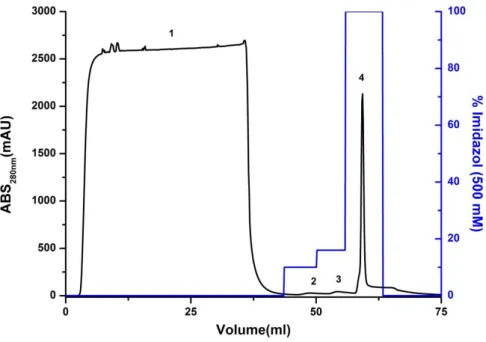 Figura 13. Cromatograma de purificação por afinidade a níquel da proteína VapC19 com 6xHis-Tag