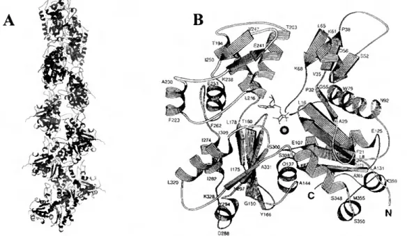 Figura 1.1 - (A) Estrutura da F-actina contendo 13 moléculas de G-actina arranjadas em seis voltas 