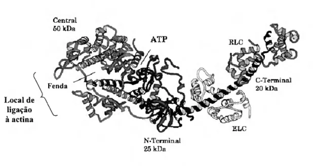 Figura 1.3 - Representação em &#34;cartoon&#34; do subfragmento-1 de miosina de músculo esquelético de  galinha mostrando a estrutura secundária dos domínios principais